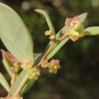 Synostemon bacciformis (L.) G.L.Webster